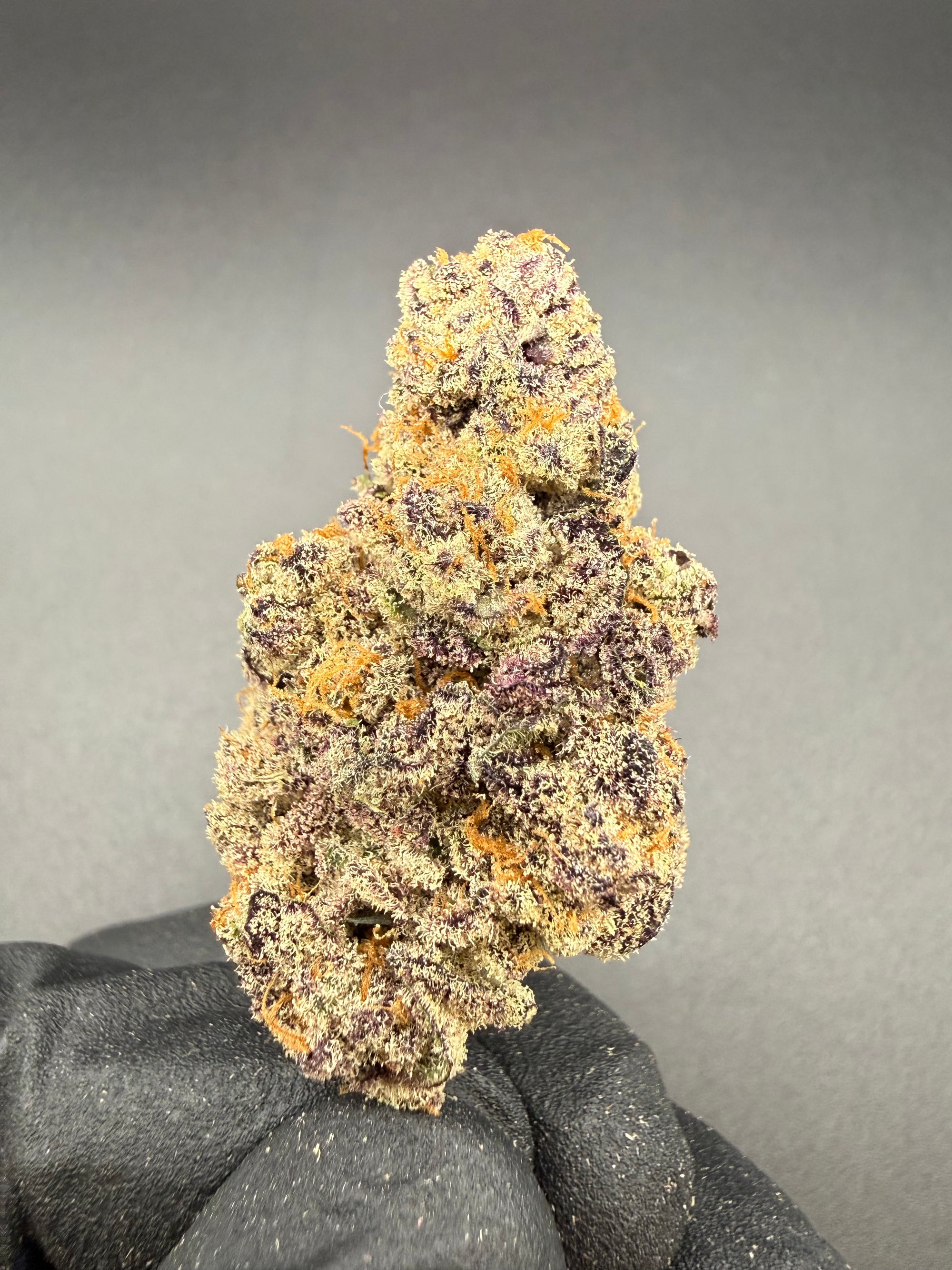 Black Maple- Premium Bulk THCa Flower