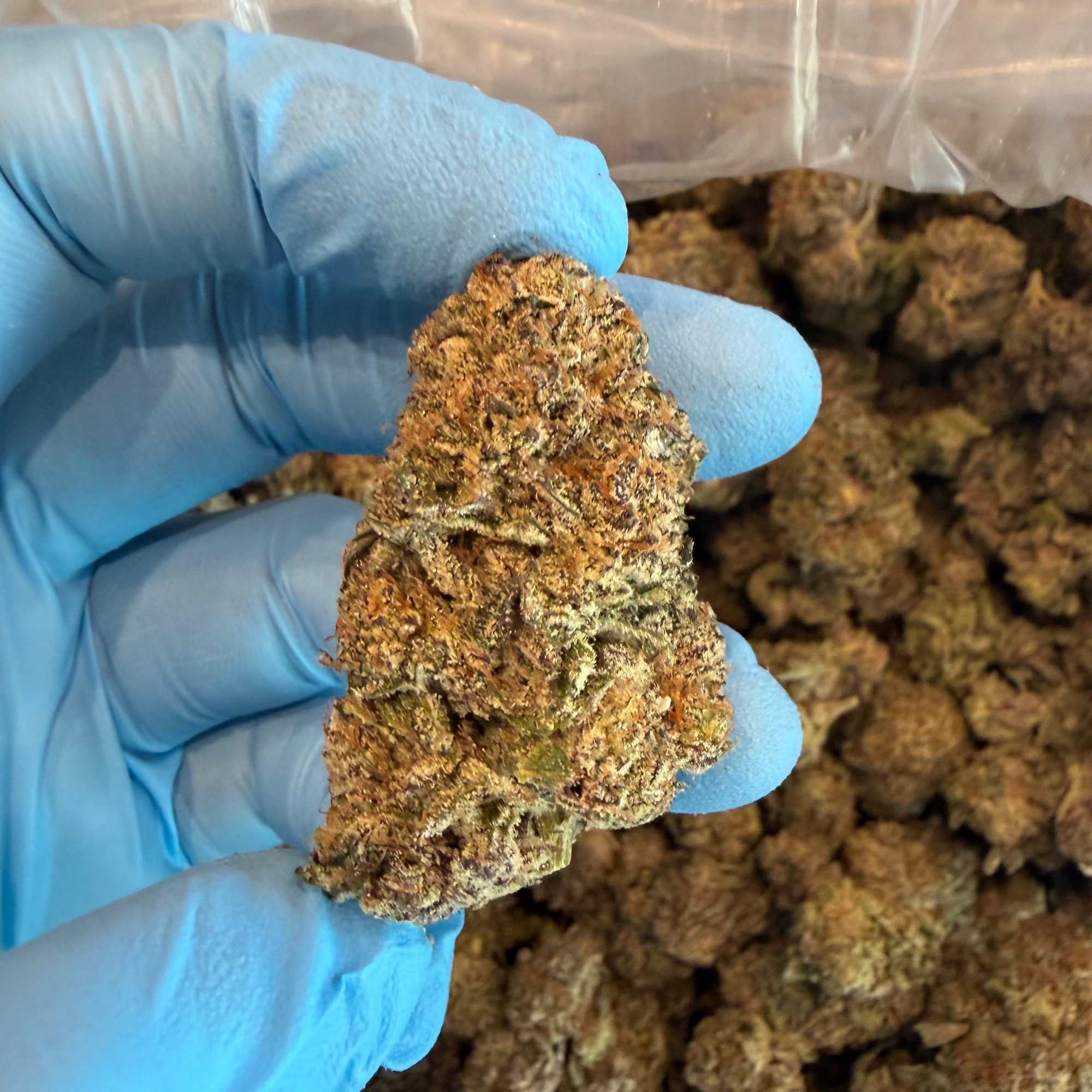 Tesoro Hemp Cookies and Cream THCa Cannabis Flower