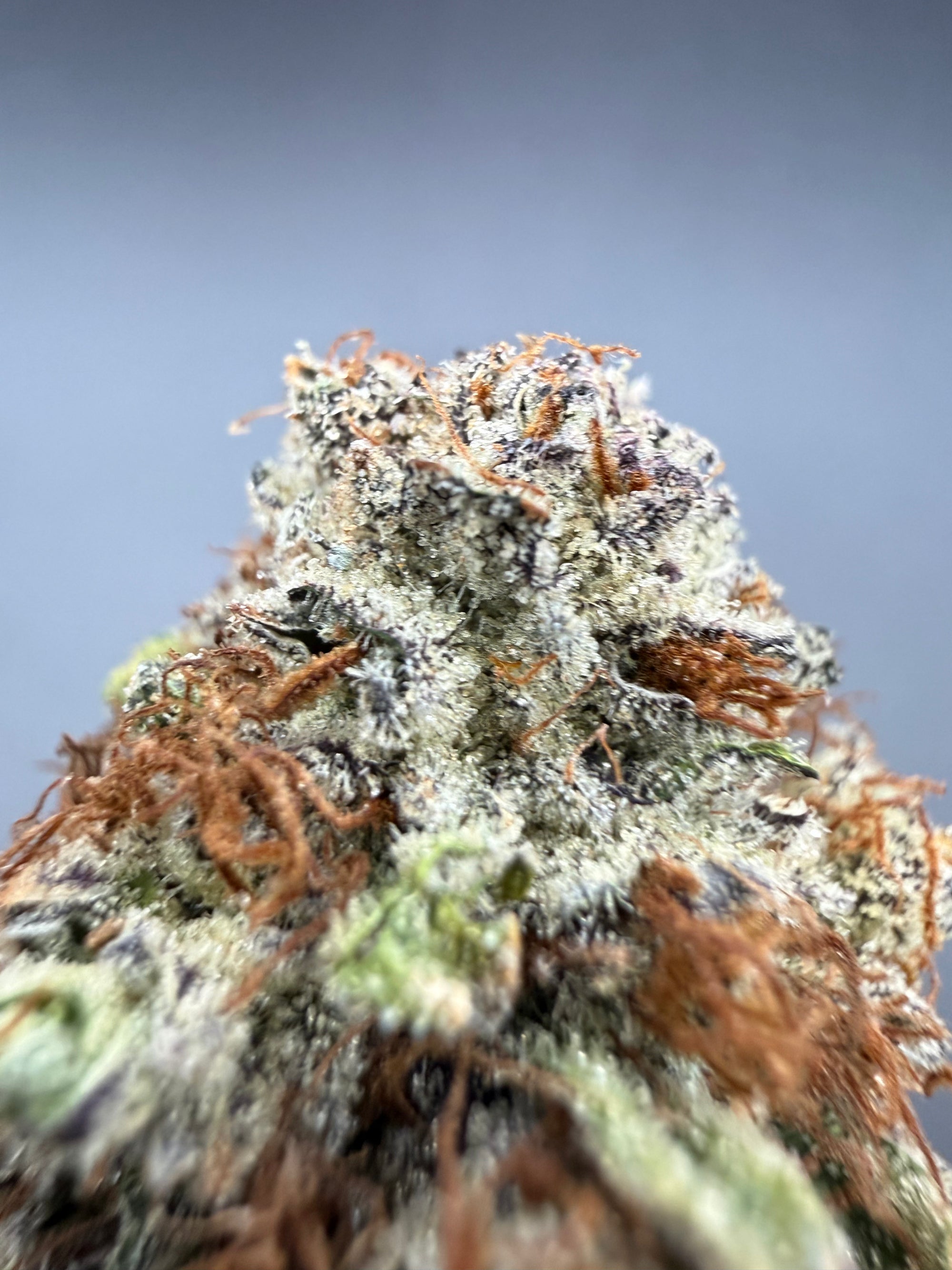 Gary Payton -  Exotic Bulk THCa Flower