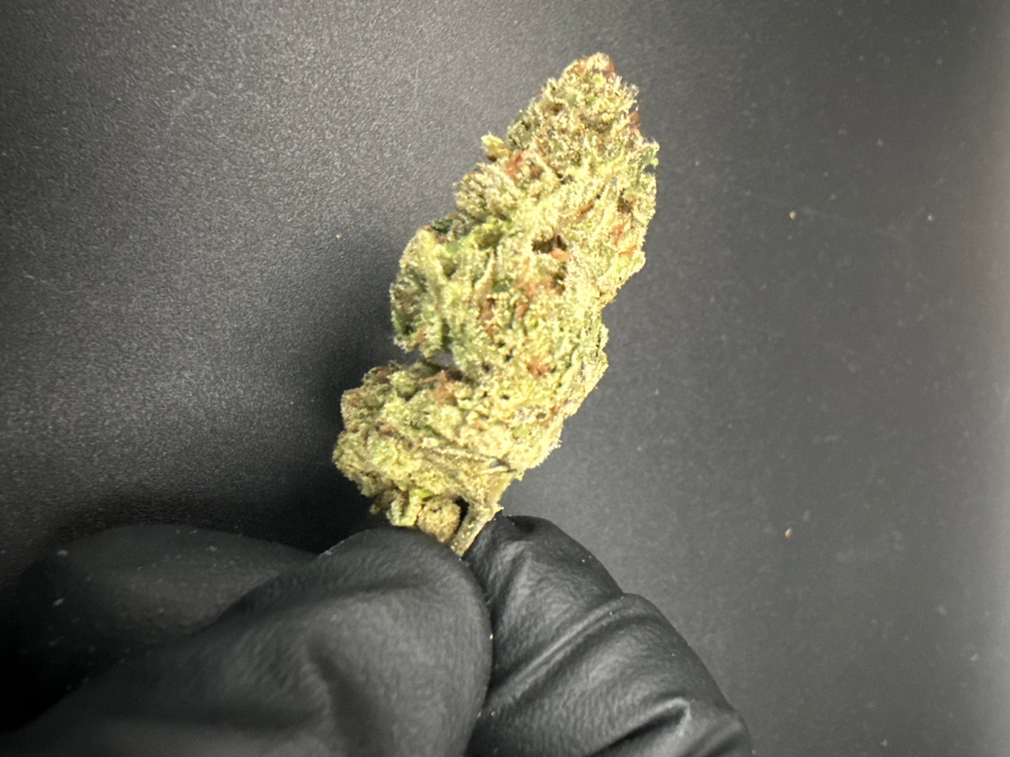 Gastro Pop - Economy Bulk THCa Flower