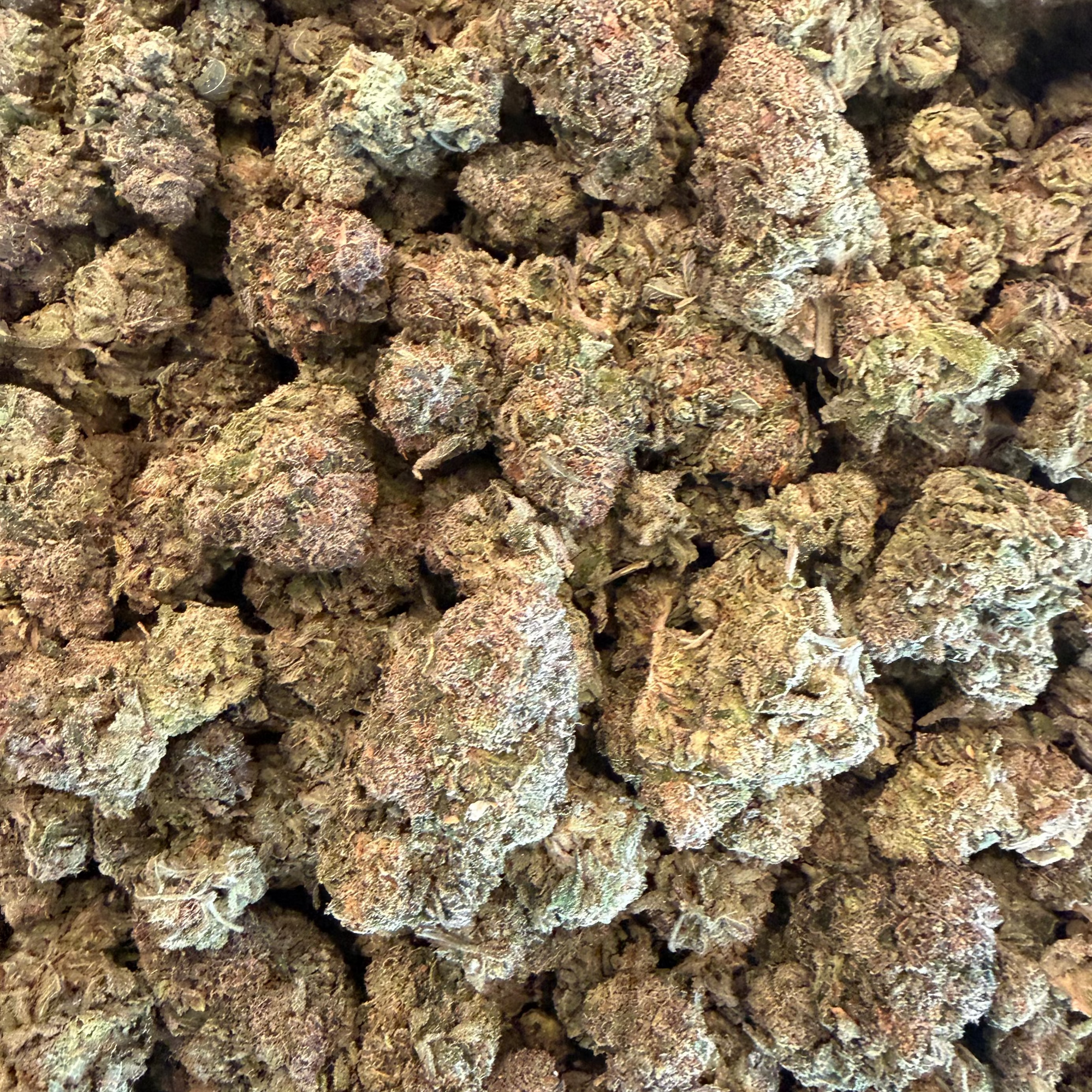 Tesoro Hemp Gastro Pop THCA Cannabis Flower