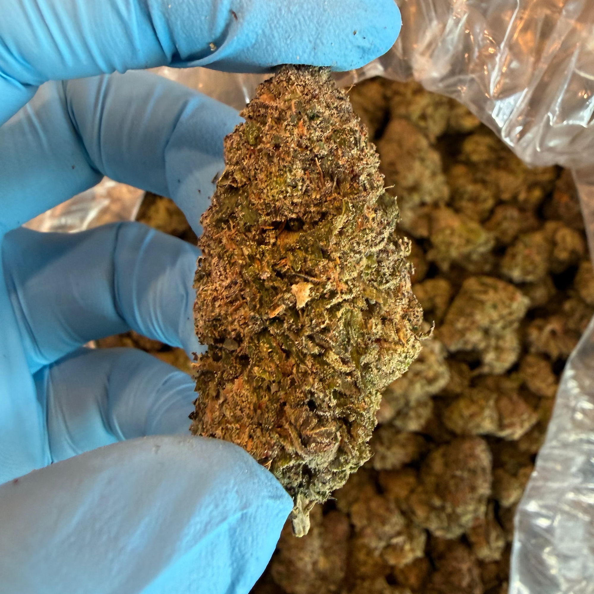Tesoro Hemp Gastro Pop THCA Cannabis Flower