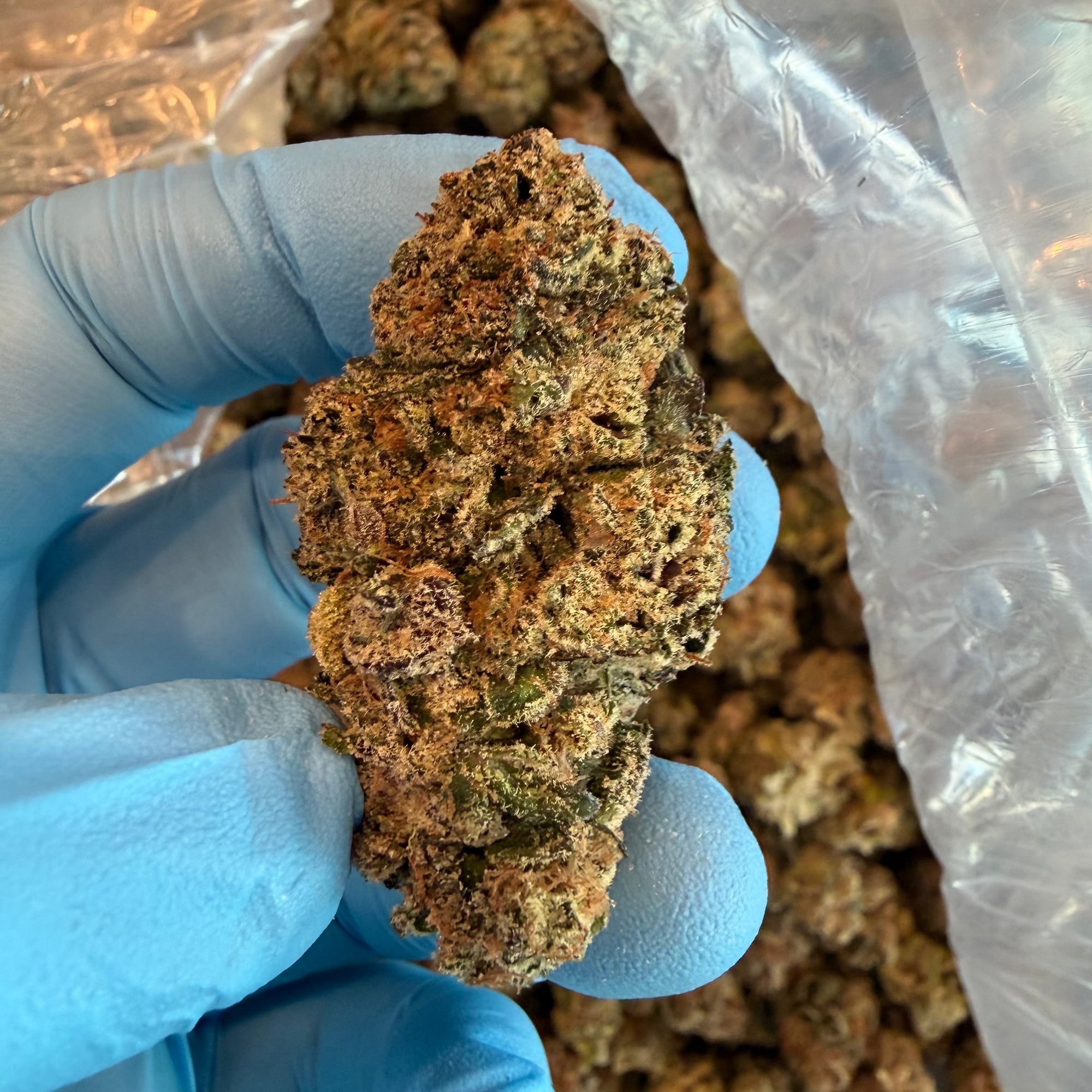 Tesoro Grape Gas THCa cannabis flower