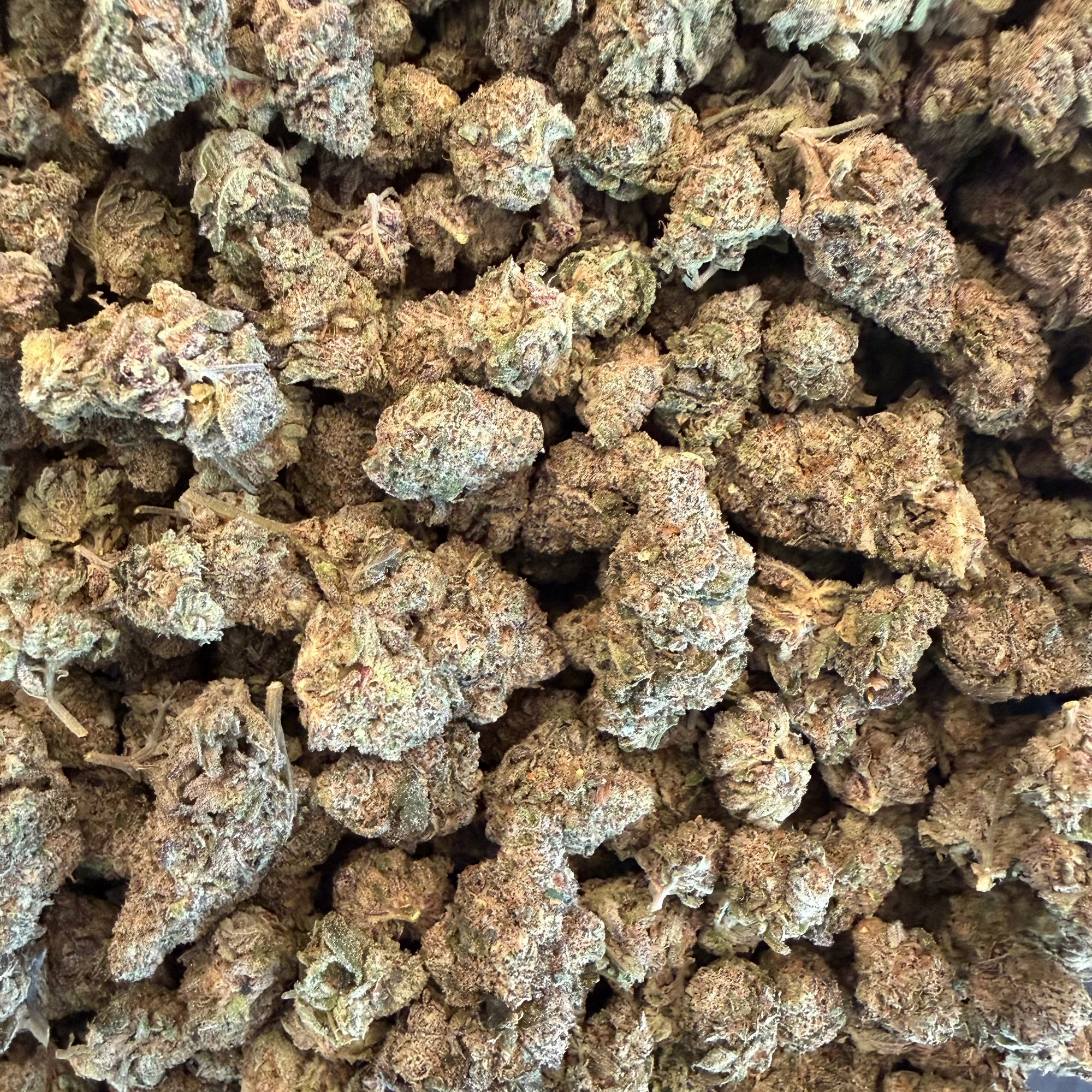 Tesoro Hemp Gush Mintz THCA Cannabis Flower