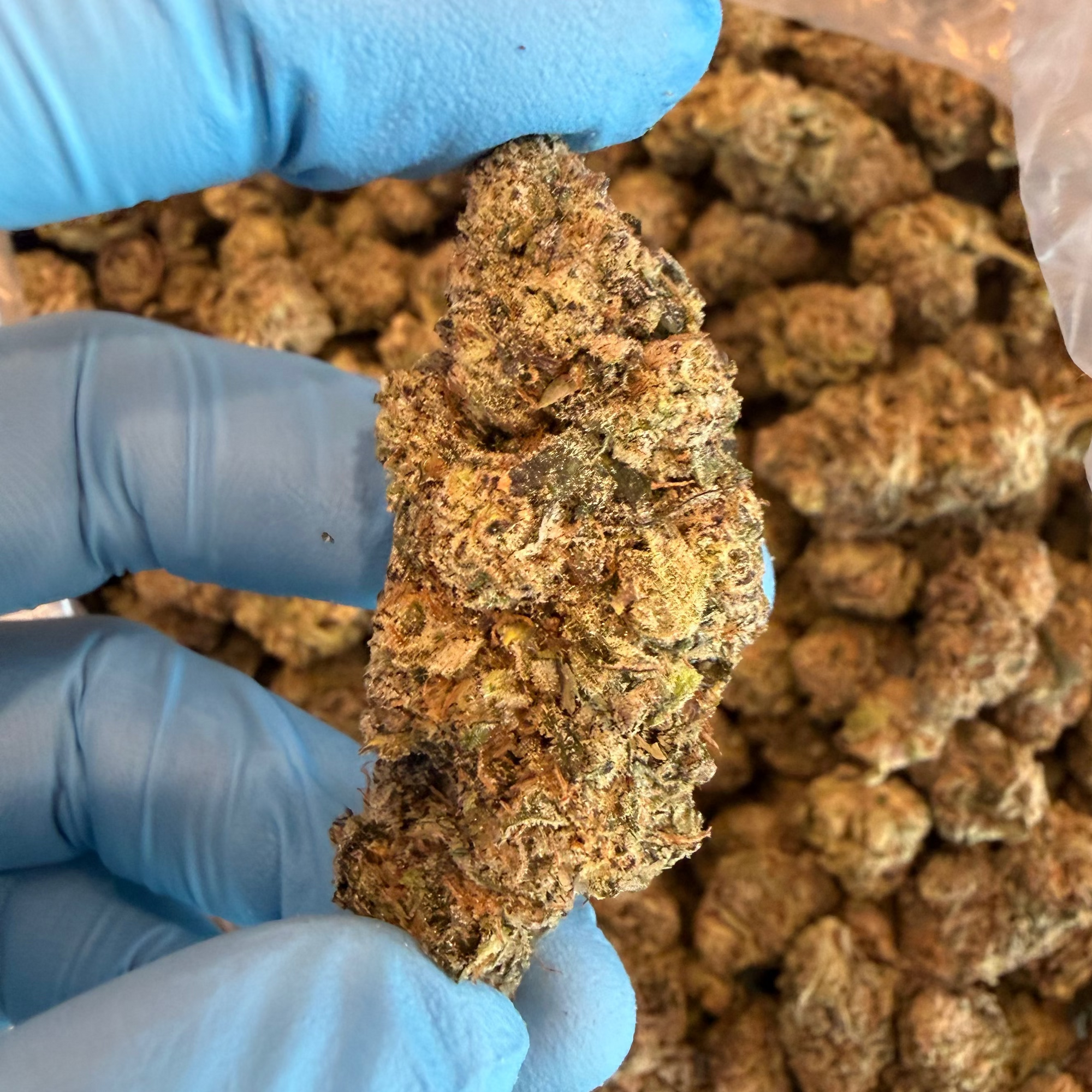 Tesoro Hemp Gush Mintz THCA Cannabis Flower