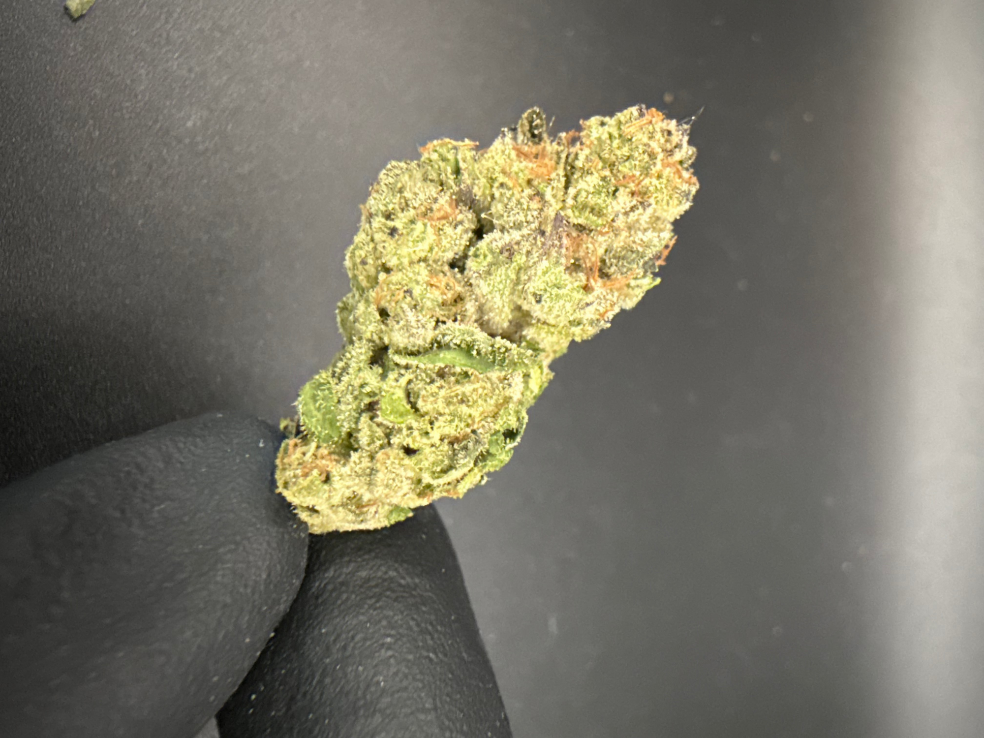 Hash Burger - Economy THCa Flower