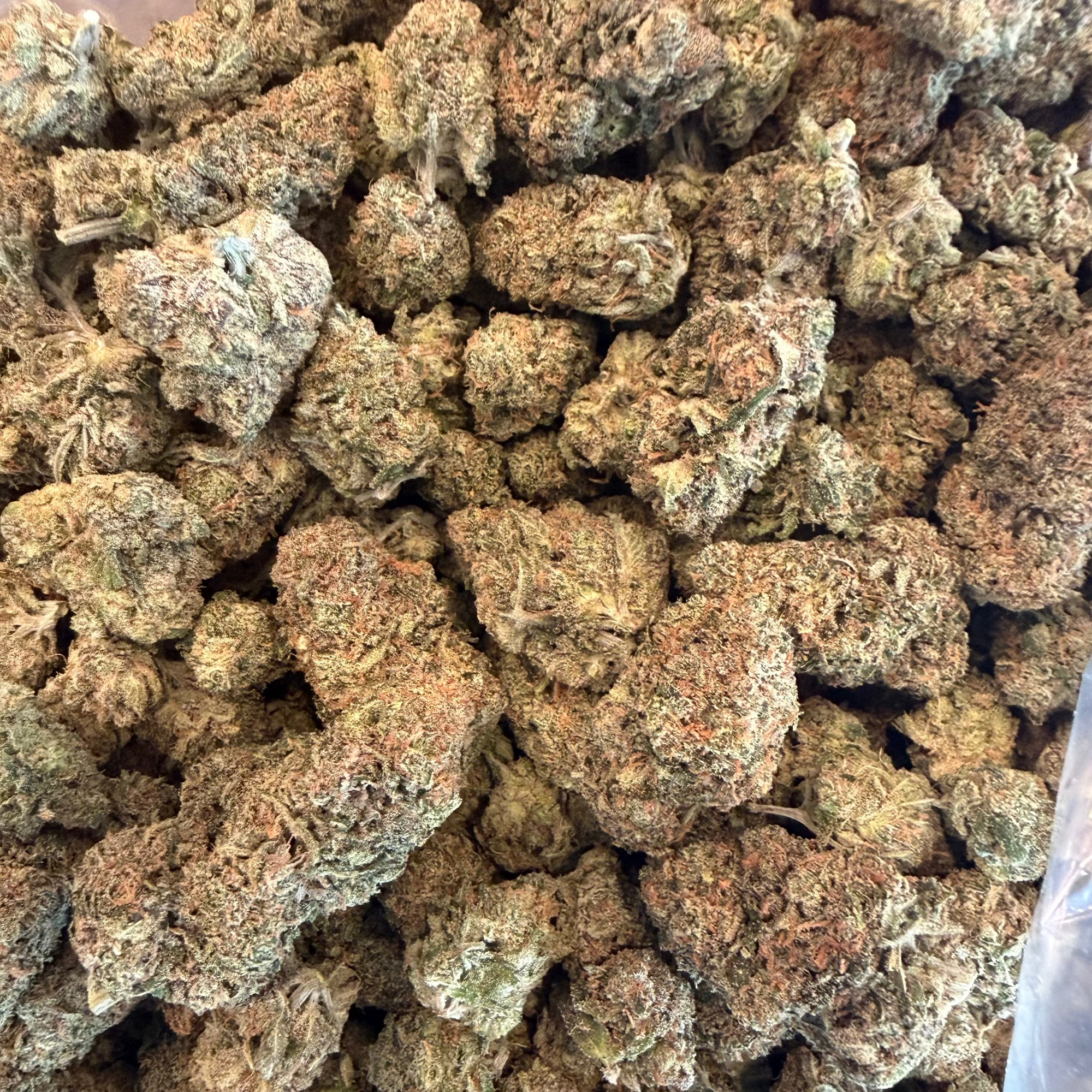 Tesoro Maui True Blood THCa cannabis flower 