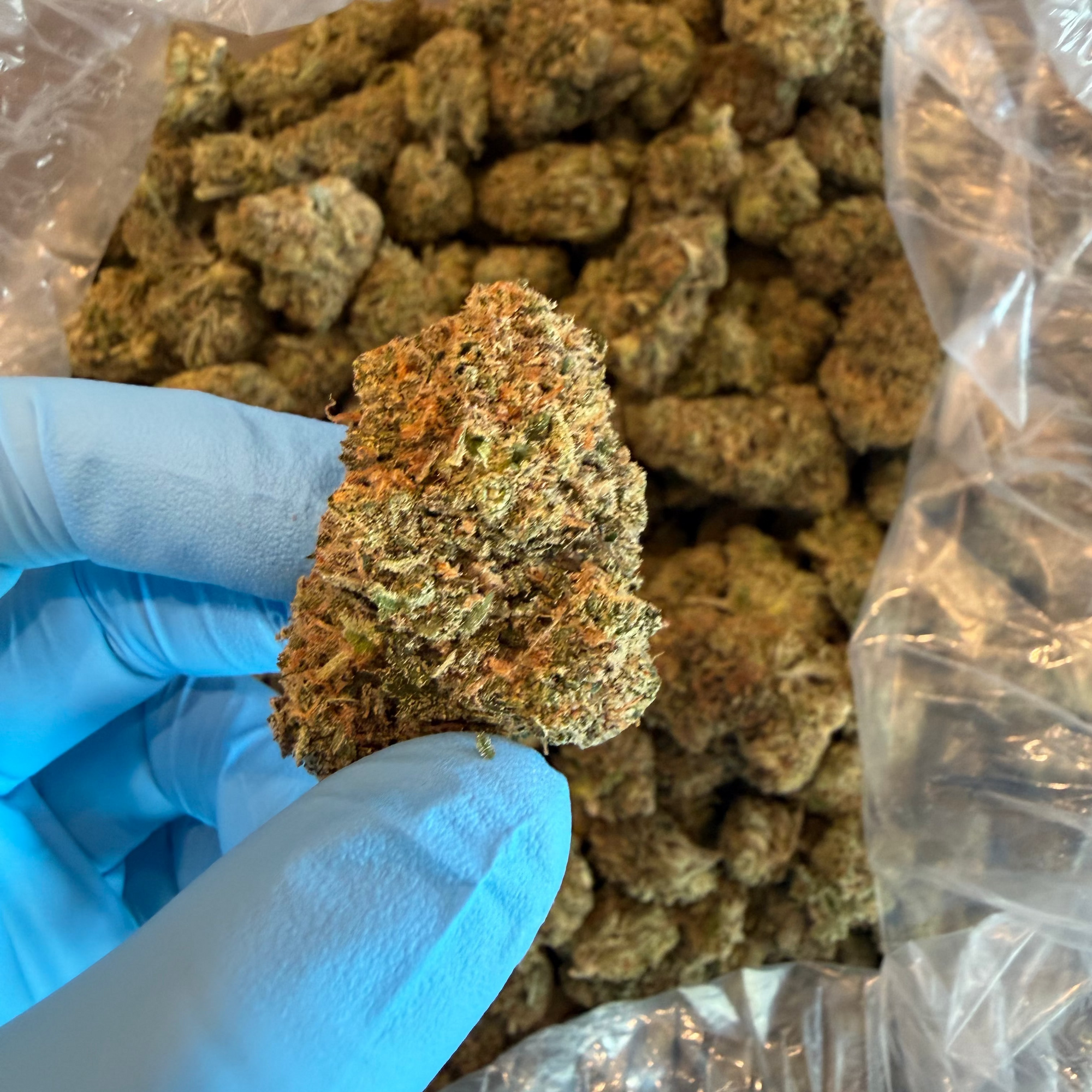 Tesoro Maui True Blood THCa cannabis flower