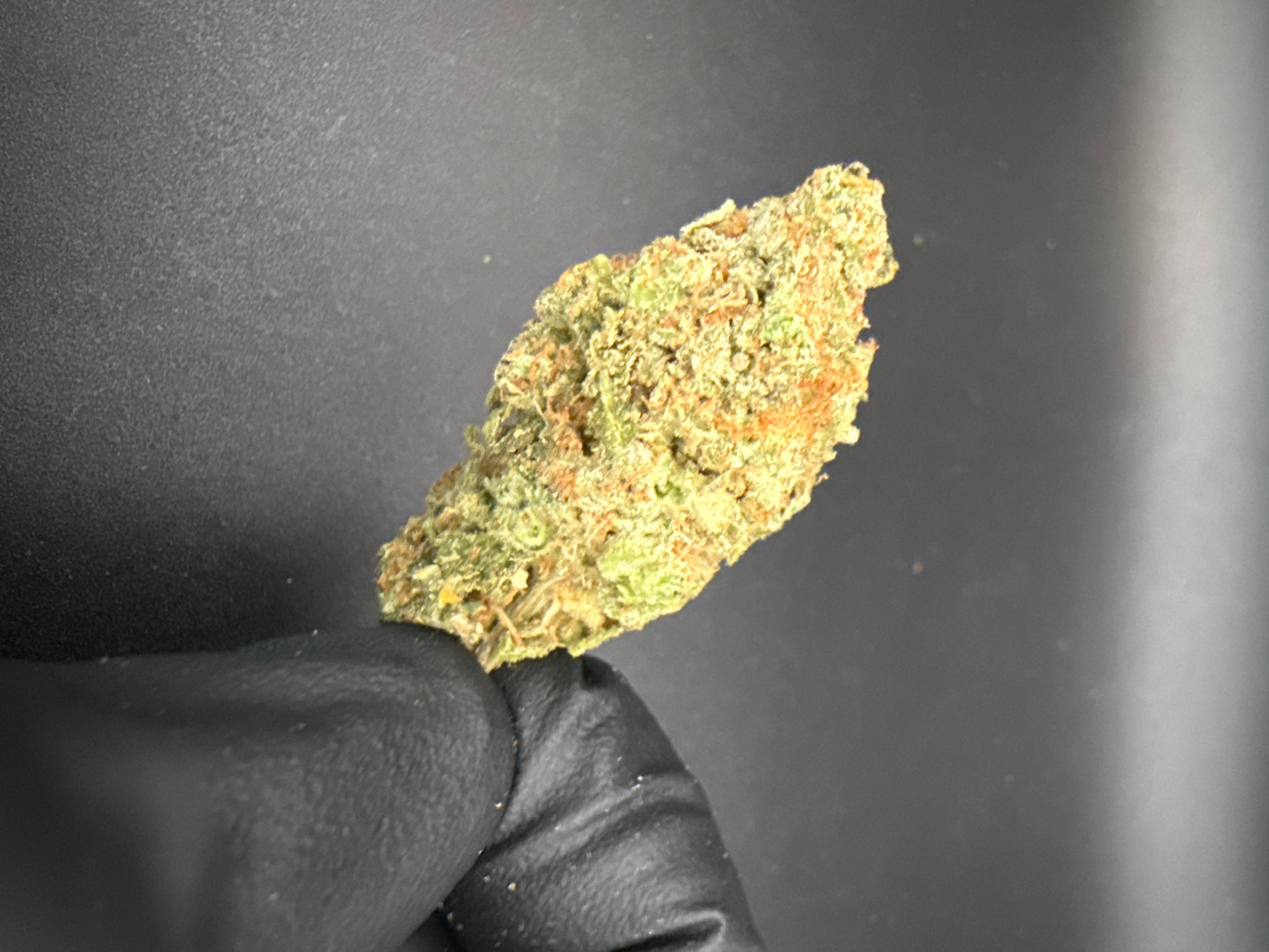 Mule Fuel - Premium THCa Flower