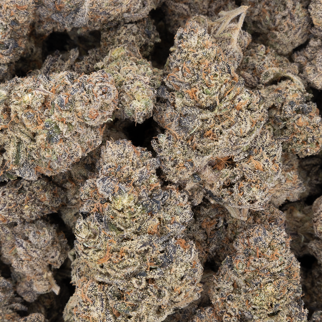 Tesoro Purple Churro THCA Hemp Flower