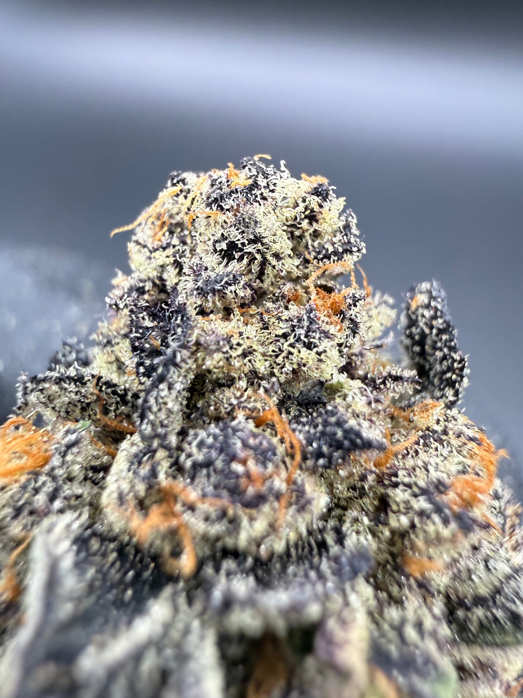 Purple Milk -  Premium Bulk THCa Flower
