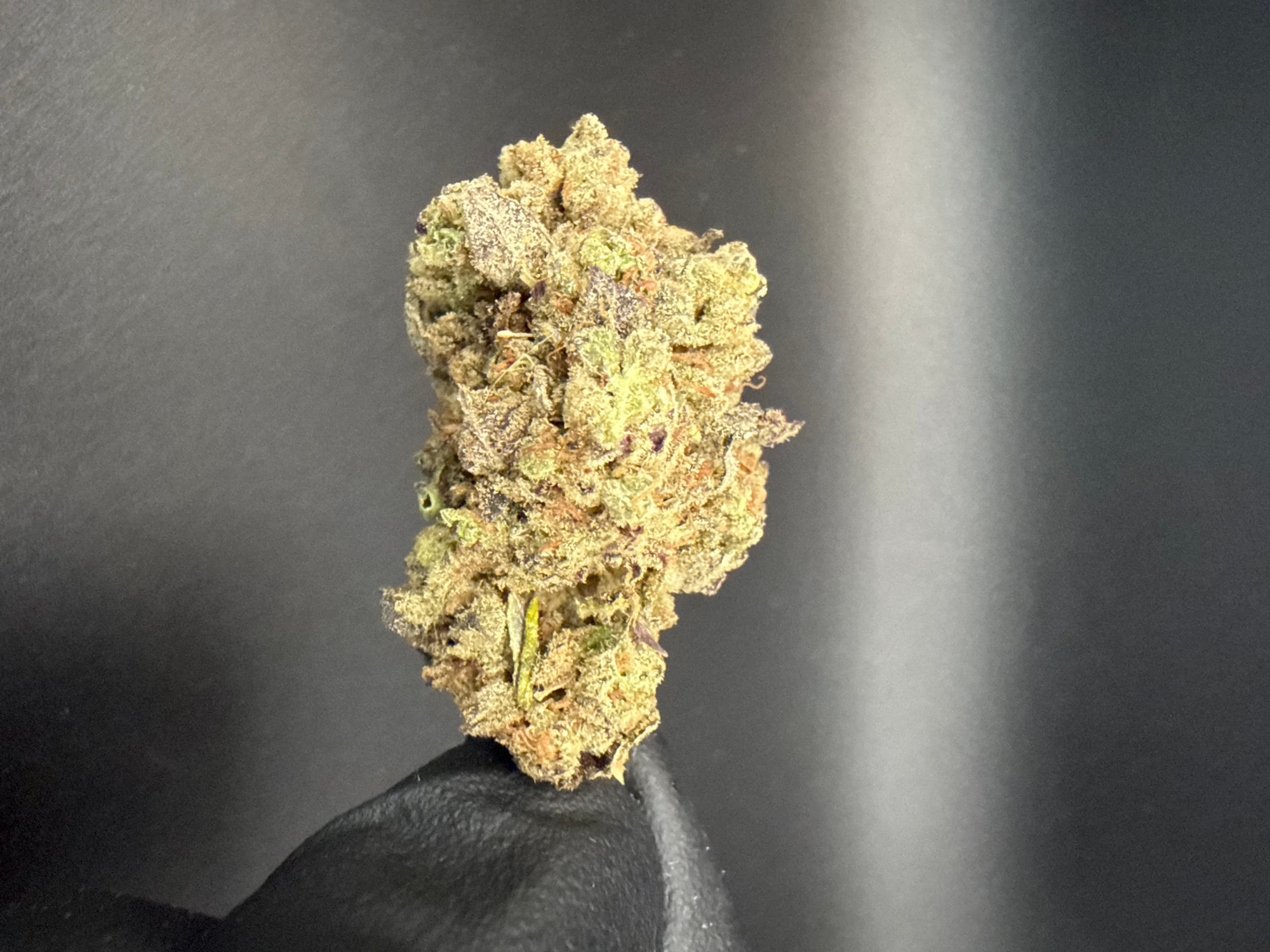 Trap Fuel - Premium Bulk THCa Flower