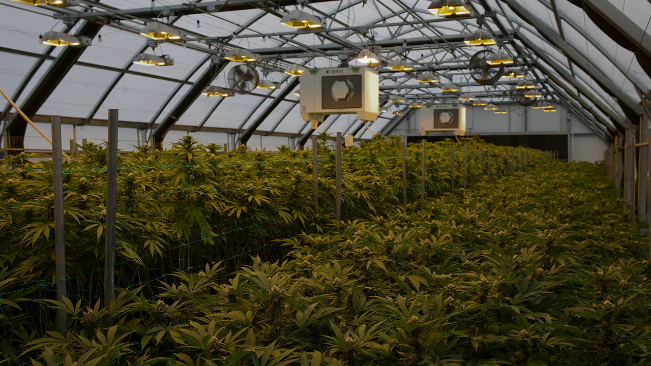 Grown cannabis plants in a greenhouse with artificial lighting.